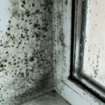 Bathroom Fungus