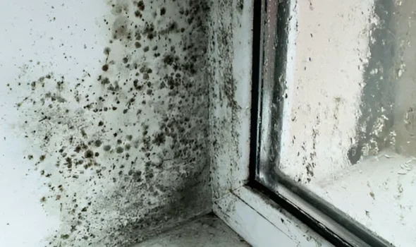 Bathroom Fungus